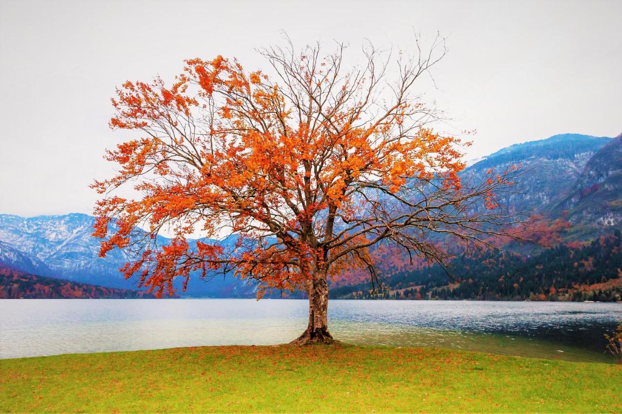 Trisa Apartments Bohinj Luaran gambar